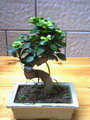 Indian laurel,Laurel Fig,Malayan Banyan,Curtain fig,Kimmen,Chinese Banyan
